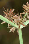 Fuzzy flatsedge